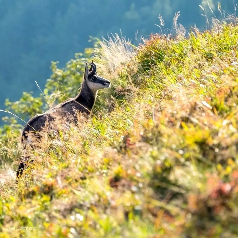 Chamois Vosgien Joël Forterre