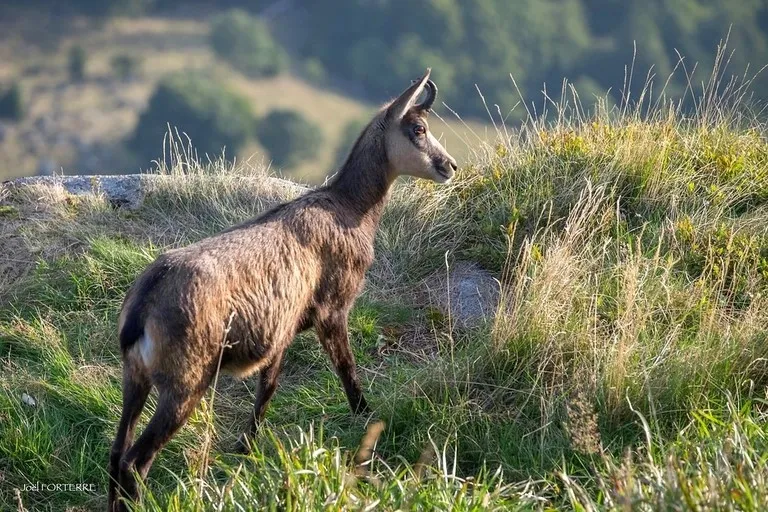 Chamois Vosgien Joël Forterre