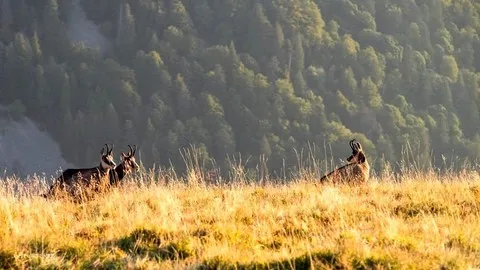 Chamois Vosgien Joël Forterre