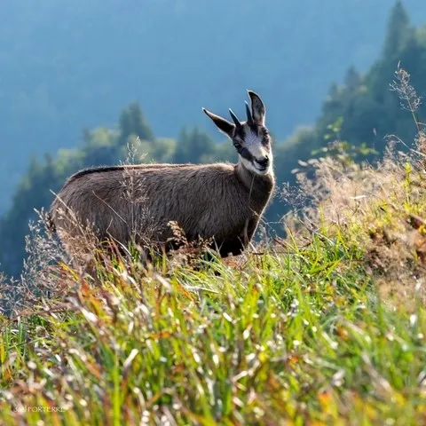 Chamois Vosgien Joël Forterre