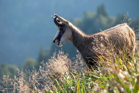 Chamois Vosgien Joël Forterre